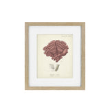 Antique Pink Coral Framed Art Print II