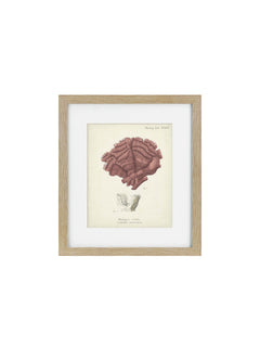a wooden framed picture of a coral 