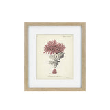 Antique Pink Coral Framed Art Print III