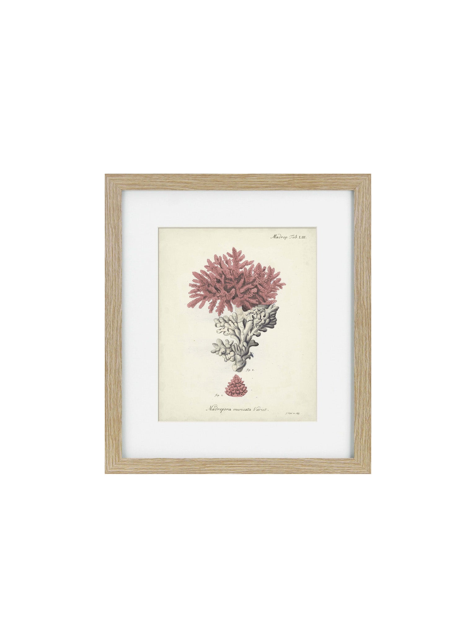 a wooden framed picture of a coral 