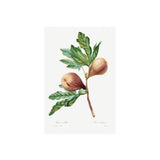 Fig Art Print