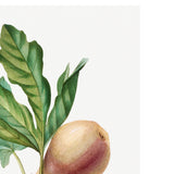 Fig Art Print