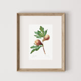 Fig Art Print