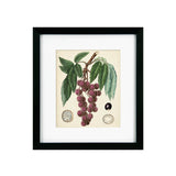 Antique Foliage & Fruit III Framed Picture