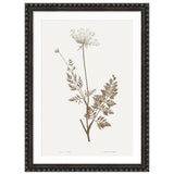 Framed botanical art print featuring a detailed illustration of a dandelion stem with delicate leaves and umbelliferous flower heads in muted brown on an off-white background, enclosed in a dark bobble frame.