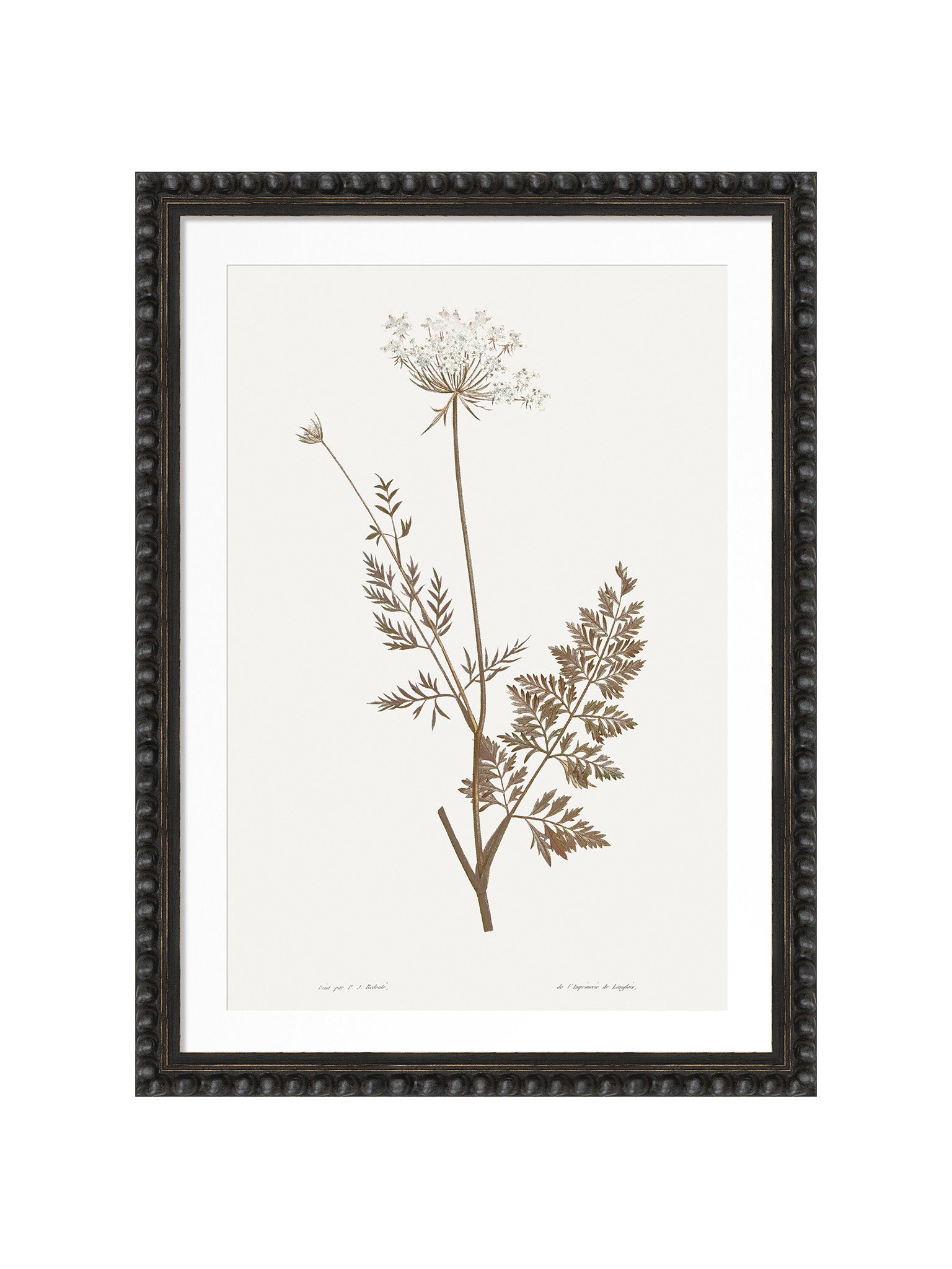 Framed botanical art print featuring a detailed illustration of a dandelion stem with delicate leaves and umbelliferous flower heads in muted brown on an off-white background, enclosed in a dark bobble frame.