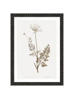 Framed botanical art print featuring a detailed illustration of a dandelion stem with delicate leaves and umbelliferous flower heads in muted brown on an off-white background, enclosed in a dark bobble frame.