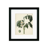 Antique Foliage & Fruit II Framed Picture