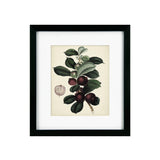 Antique Foliage & Fruit I