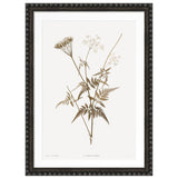 Sepia Floral I Framed Artwork with Bobble Frame