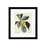 Antique Foliage & Fruit VI