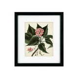 Antique Foliage & Fruit V Framed Picture