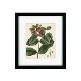 Antique Foliage & Fruit IV Framed Picture