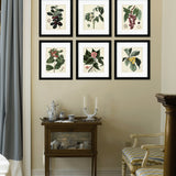 Antique Foliage & Fruit V Framed Picture