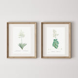 Set of Botanical Art Prints No.242