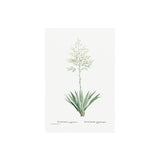 Set of Botanical Art Prints No.242