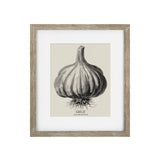 Vintage Garlic Framed Print