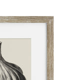 Vintage Garlic Framed Print