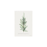 Juniper Sprig Art Print