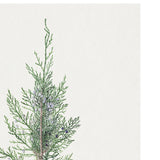 Juniper Sprig Art Print