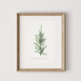 Juniper Sprig Art Print