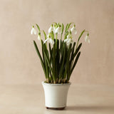 Faux Snowdrop in Ceramic Pot