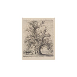 The Oak Tree Art Print