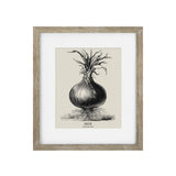 Vintage Onion Framed print