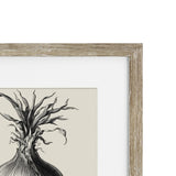 Vintage Onion Framed print