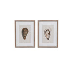 Two framed prints of shells on a white background