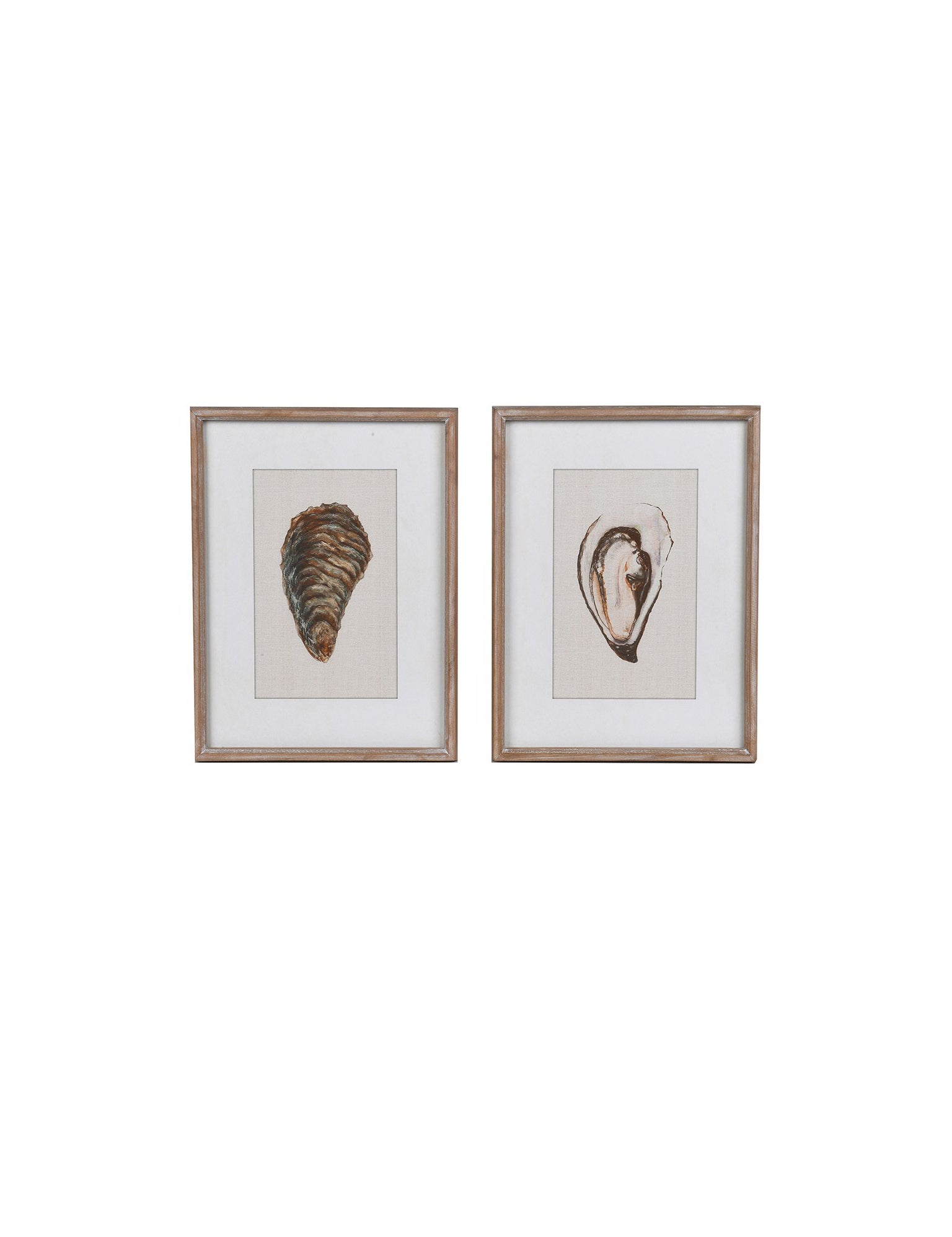 Two framed prints of shells on a white background