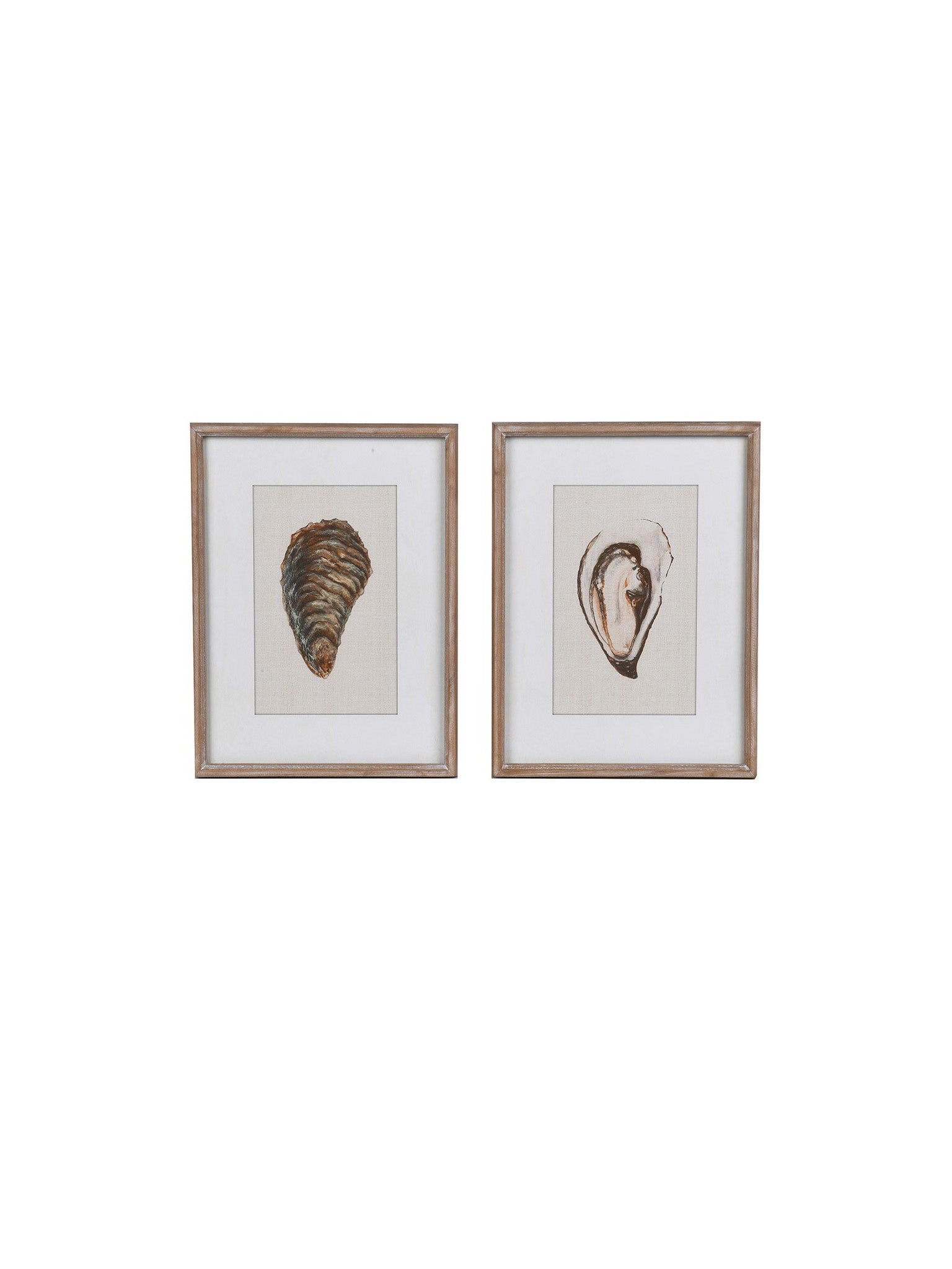 Two framed prints of shells on a white background
