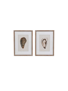 Two framed prints of shells on a white background.