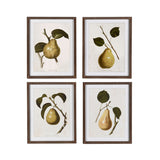 Set of 4 Vintage Pear Framed Prints