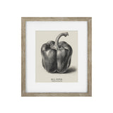 Vintage Bell Pepper Framed Print