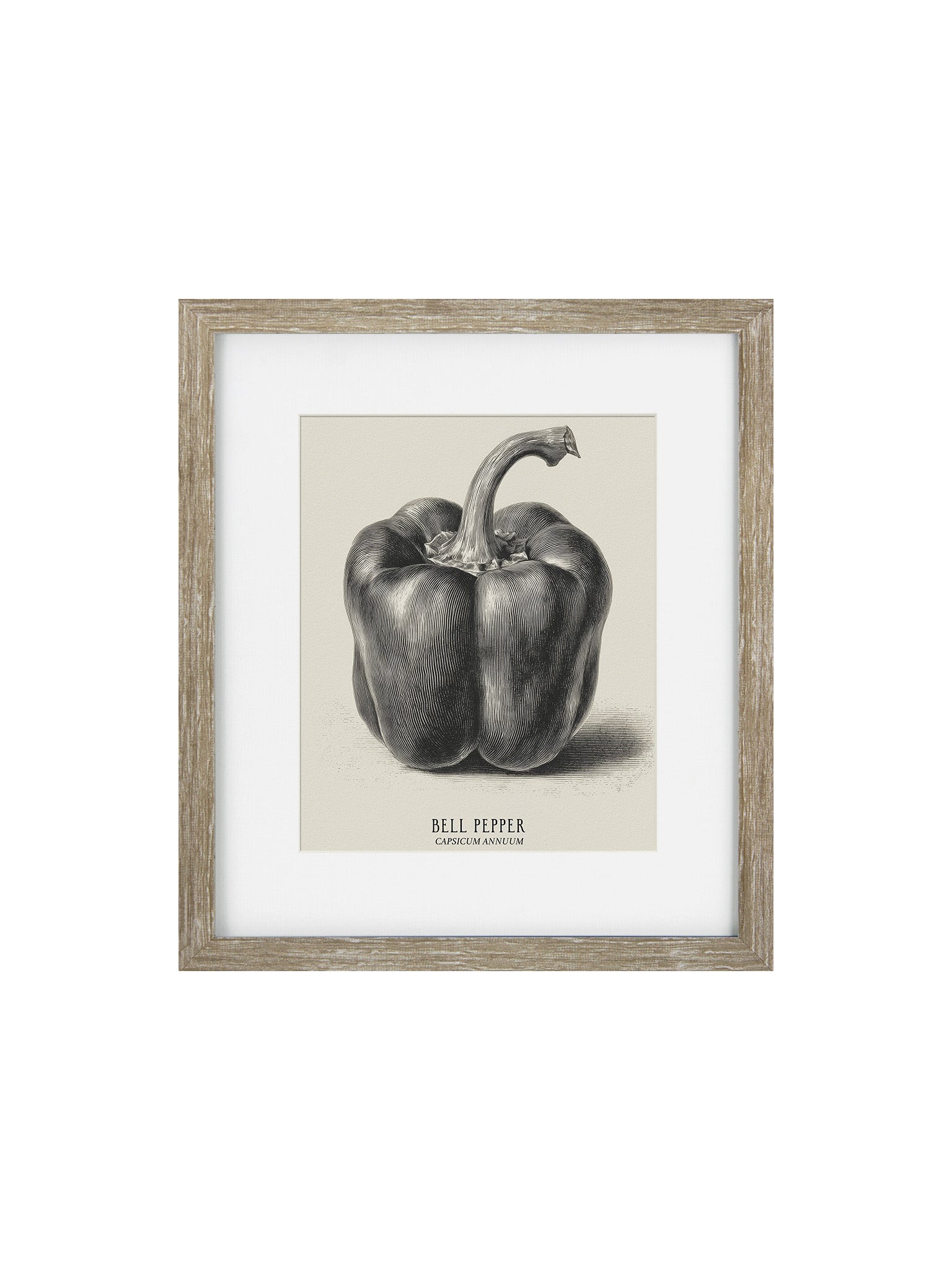 Framed print of a vintage pepper with a white mount and limed oak frame