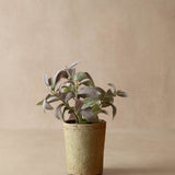 faux potted sage in terracotta