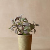 faux potted sage in terracotta