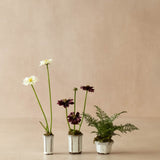 Mini Faux Cosmo & Ferns - set of 3