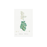 Set of Botanical Art Prints No.242