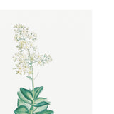 Set of Botanical Art Prints No.242