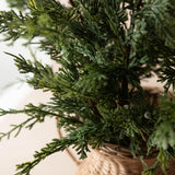Elara Vase with Faux Juniper Stems
