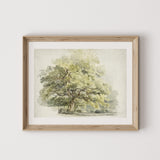 Tree Study Art Print