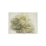 Tree Study Art Print