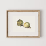 Two Apples Art Print