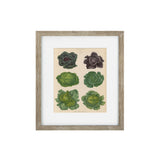 Vintage Veg II Framed Art Print