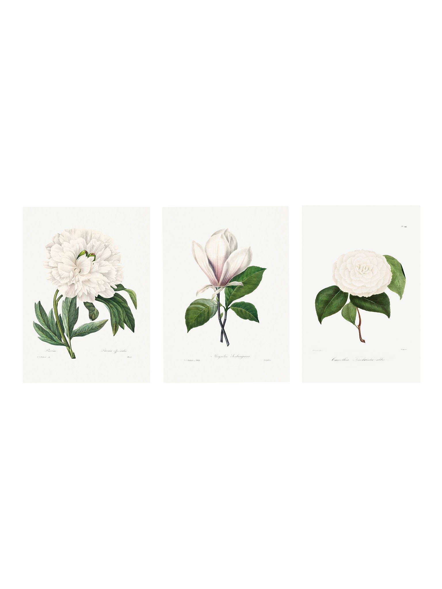white florals prints for home