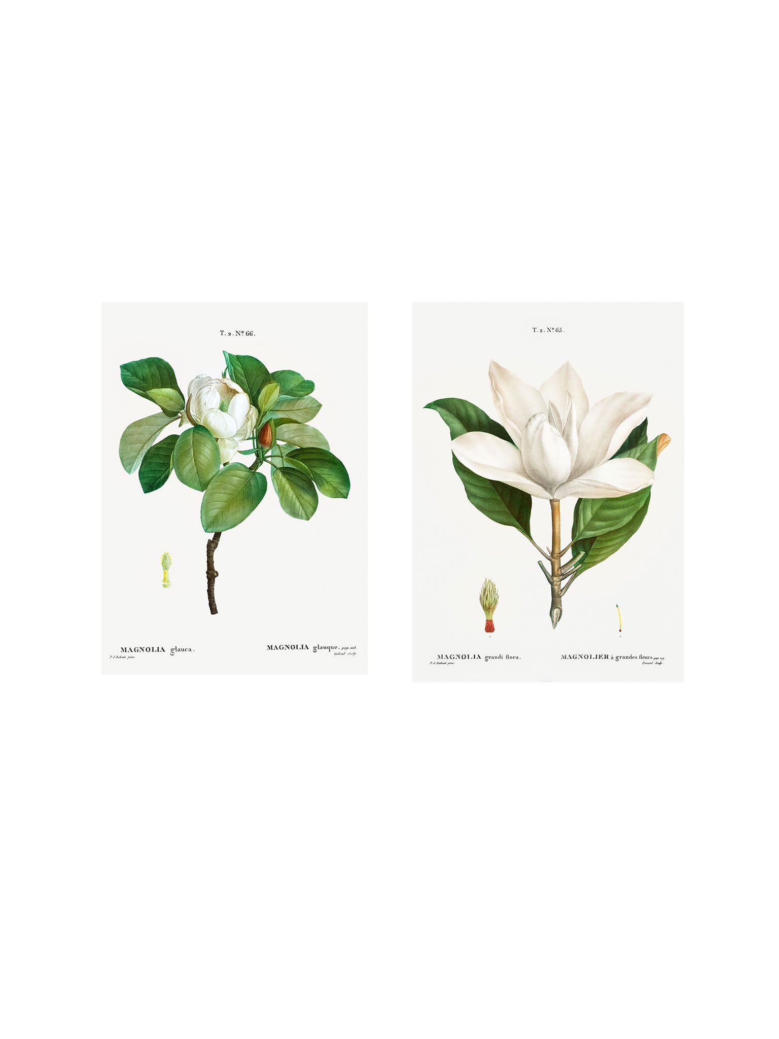 white vintage botanical prints