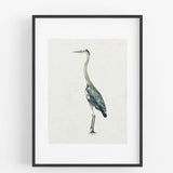 Saltwater Heron II