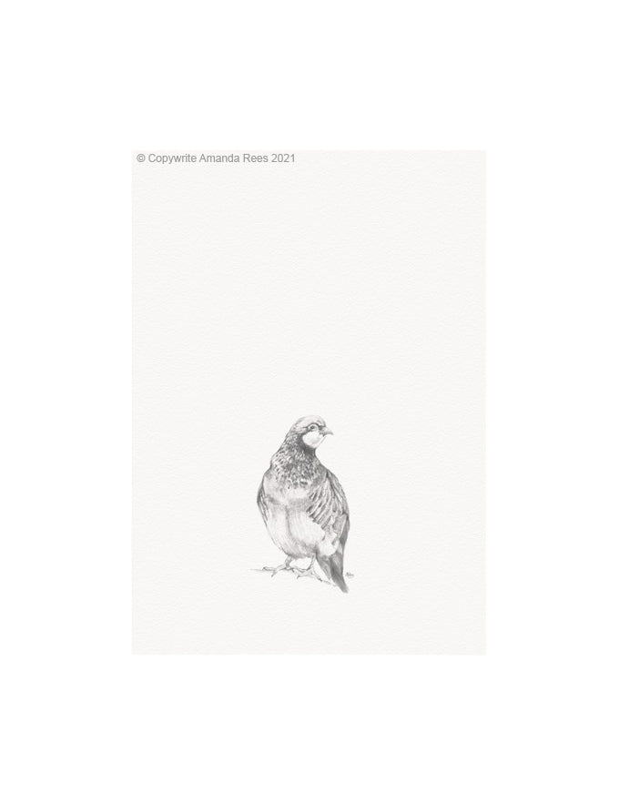 Partridge Giclee Art Print